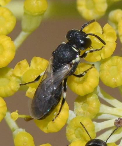 Réf. 234 682 : Hylaeus sp.